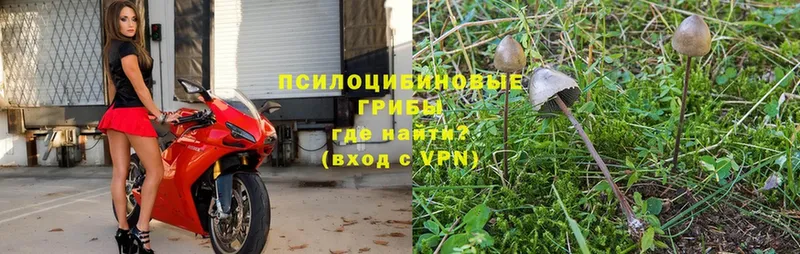 Галлюциногенные грибы Psilocybe  Алзамай 